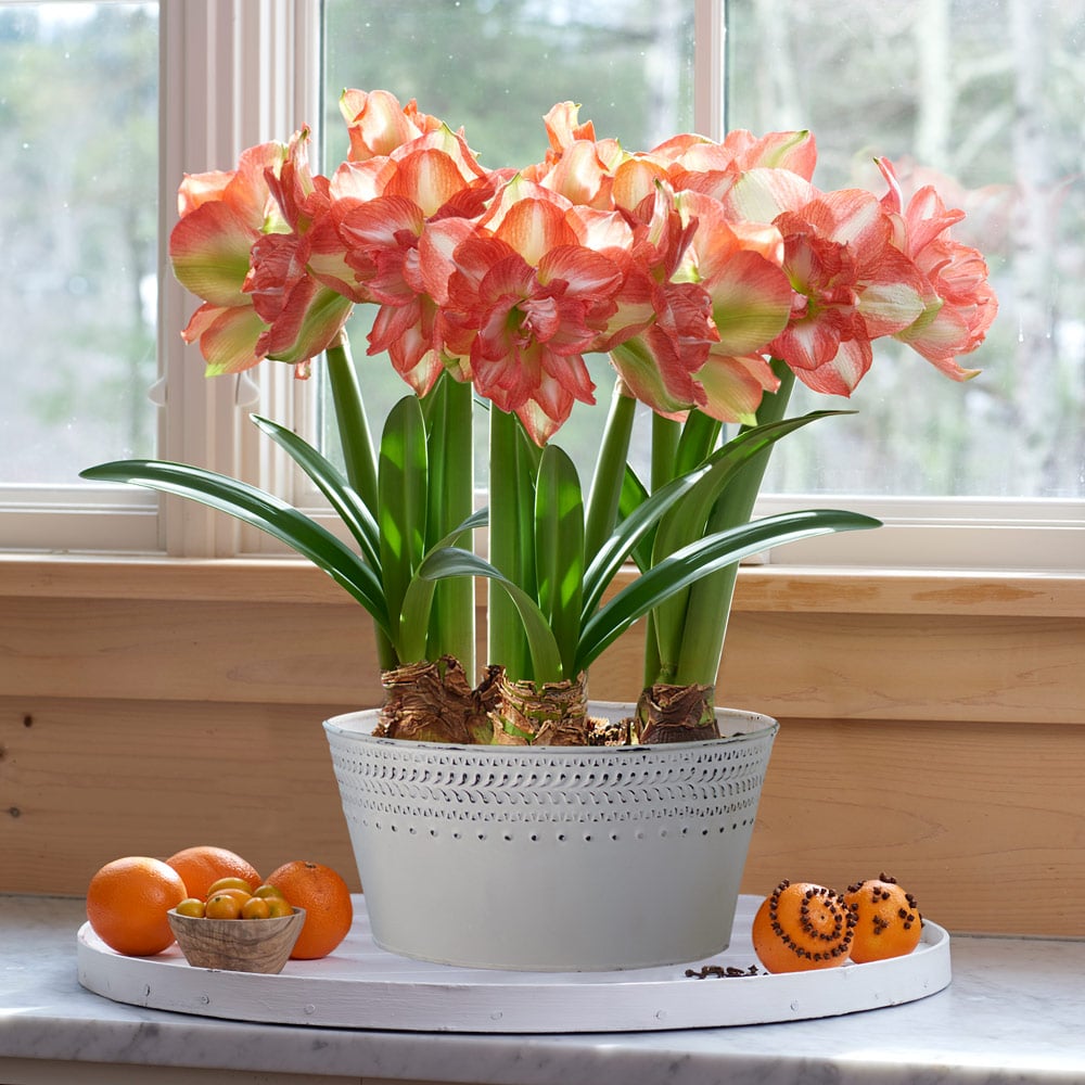 Amaryllis 'Beautiful Emotion'