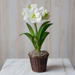  Amaryllis 'White Amadeus'