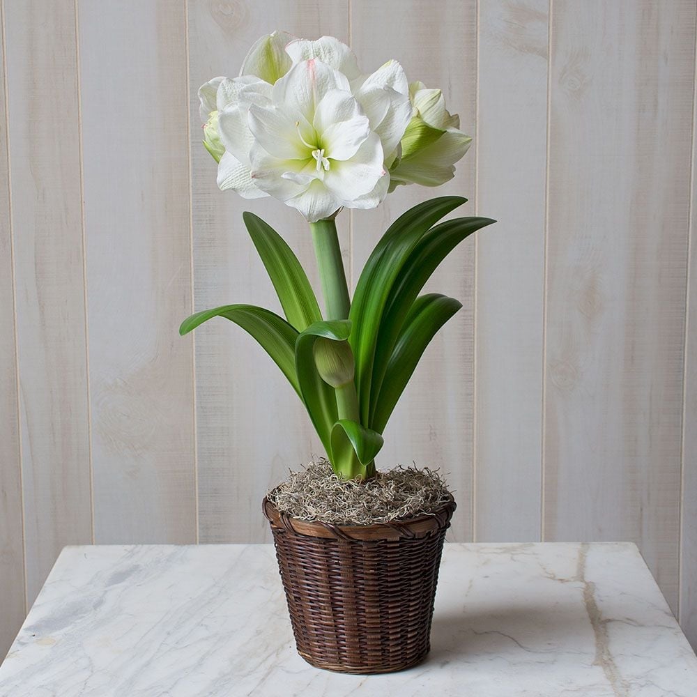 Amaryllis 'White Amadeus'