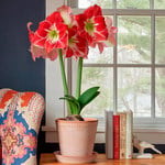  Amaryllis 'Silver Dream'