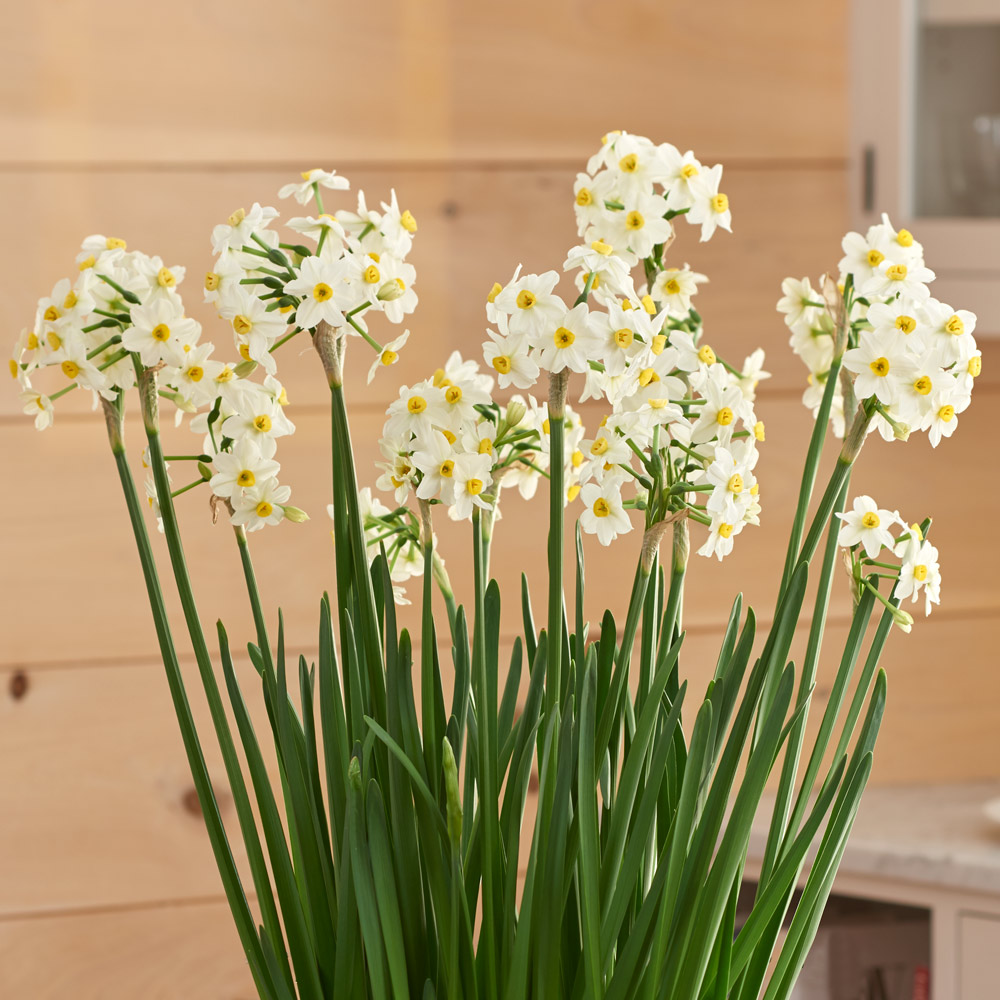 Paperwhite 'Wintersun,' 24 bulbs & soil