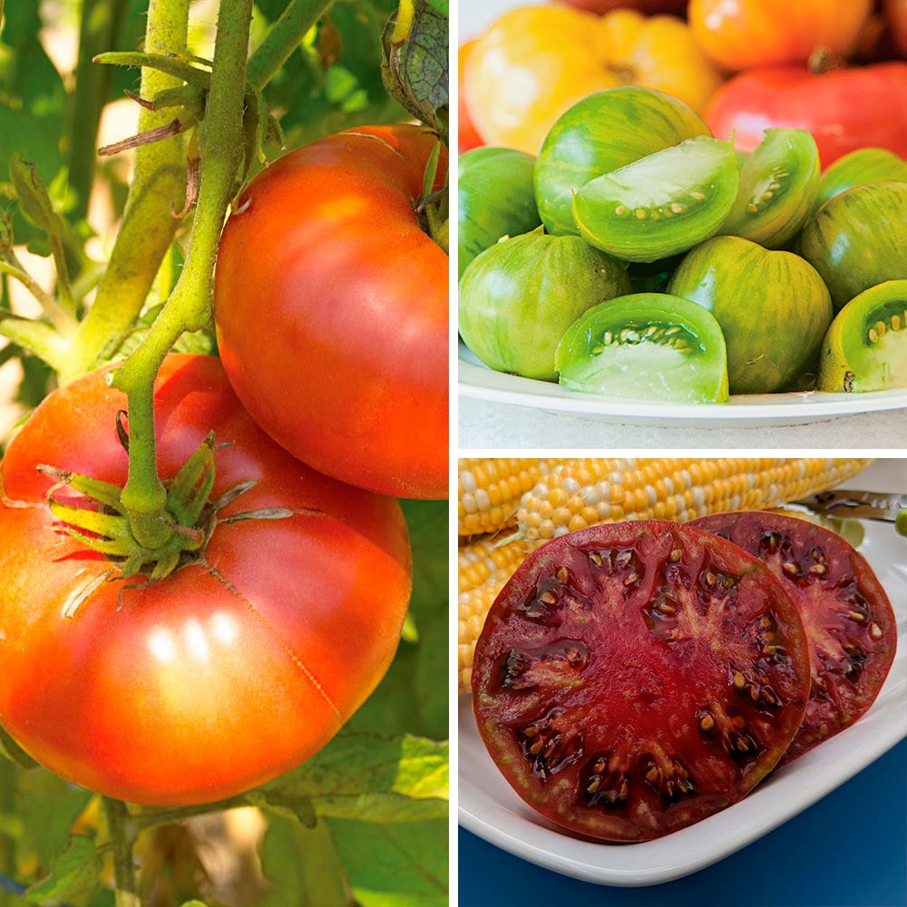 Organic Rainbow Slicer Tomato Collection