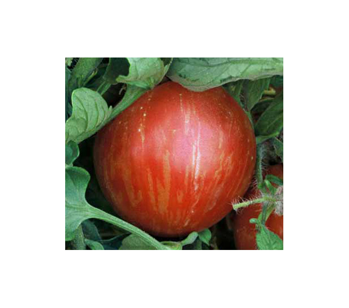 Tomato 'Mr. Stripey' White Flower Farm