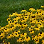 Perennial Rudbeckia