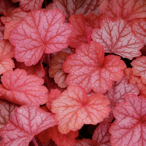 Bold Foundation Garden for Shade White Flower Farm