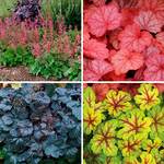  Four of a Kind Heuchera