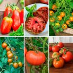  Staff Favorites Tomato Collection 6 plants
