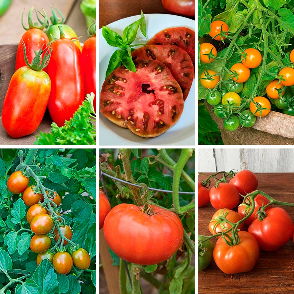 Staff Favorites Tomato Collection 6 plants