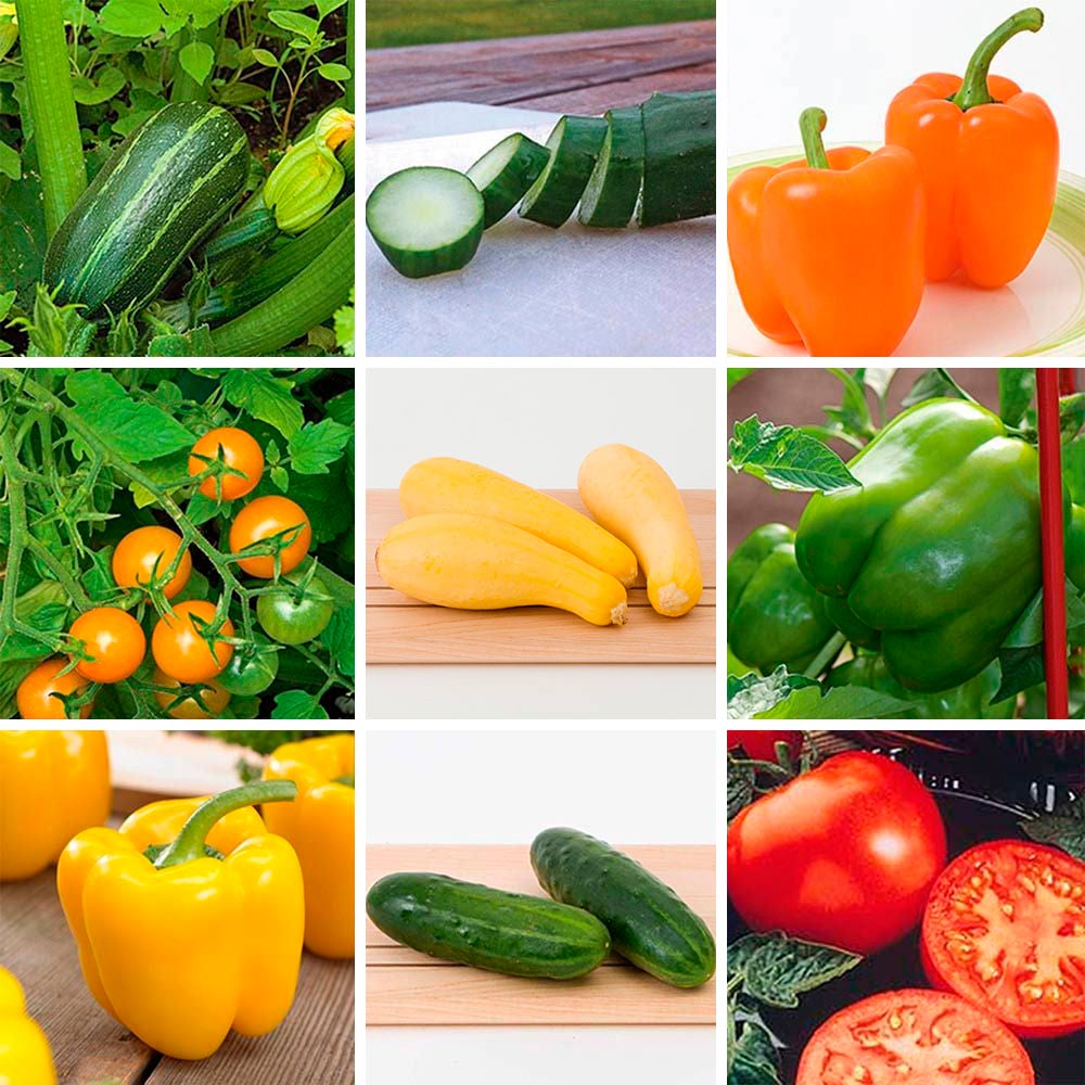 Beginner's Veggie Garden