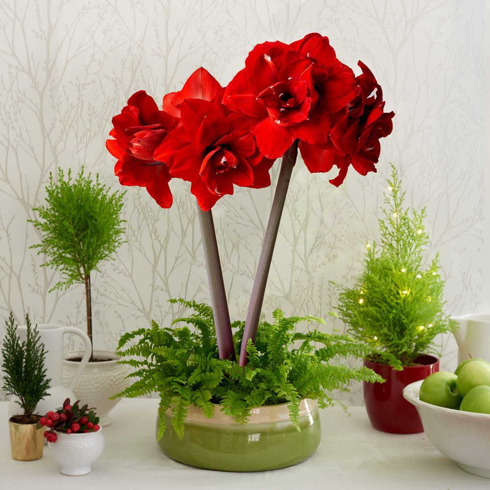 Amaryllis 'Double King' & Fern Dish Garden Kit