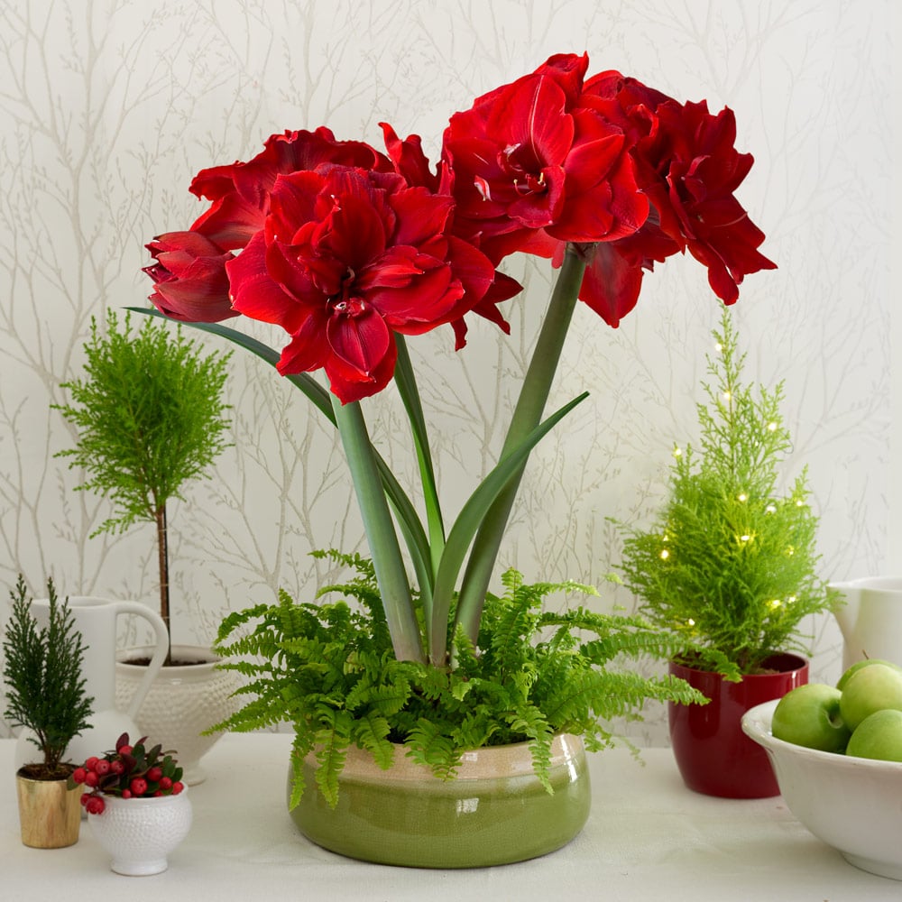 Amaryllis 'Red Toro' & Fern Dish Garden Kit