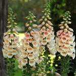 Digitalis