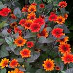 Heliopsis