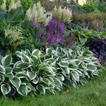 Hosta