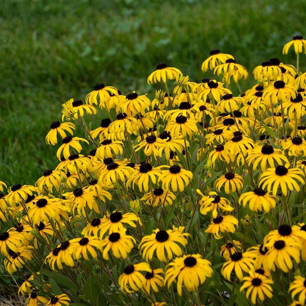 Black-Eyed Susan