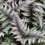 Ferns