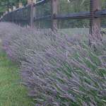 Garden Lavender