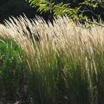 Grasses