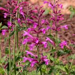 Hummingbird Mint