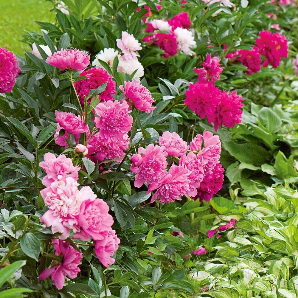 Image of Peonies outdoor flowers