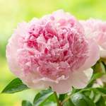 All Peonies