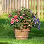Customer-Favorite Annual Container Gardens
