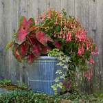Annual Container Designs for Shade & Part Shade