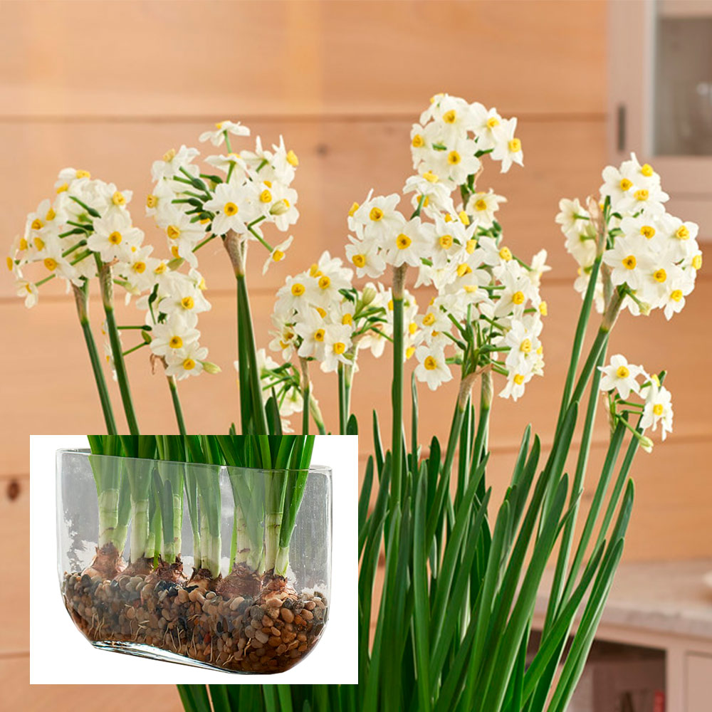 Paperwhite 'Wintersun' Kit with Windowsill Vase