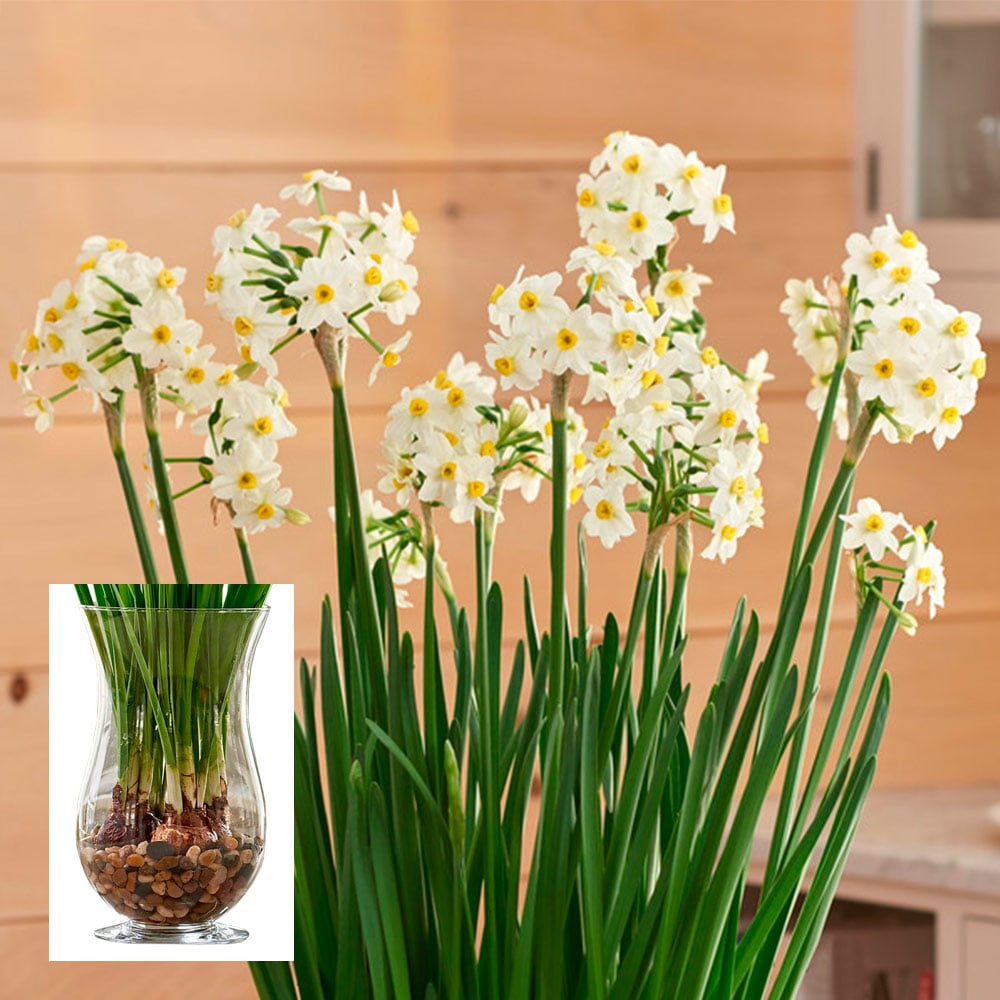 Paperwhite 'Wintersun' Kit with Hurricane Vase