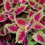 Annuals for Colorful Foliage