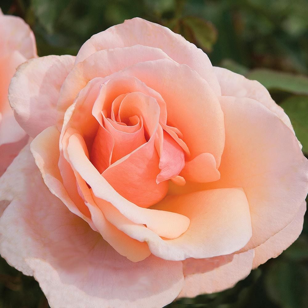 Roses White Flower Farm