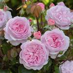 David Austin® Roses