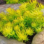 Sedum