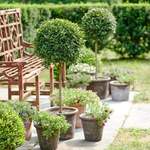 Topiaries & Tree Forms