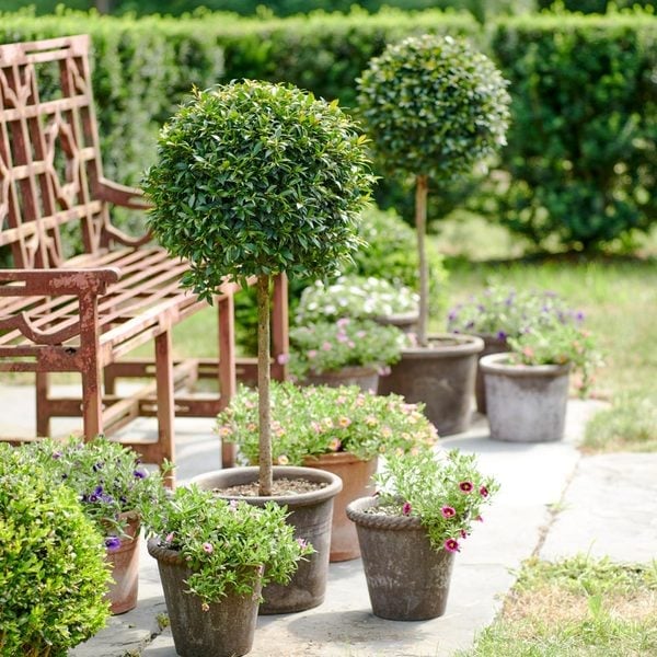 Topiary trees on sale
