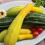 Squash Plants