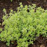 Thyme