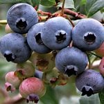 Blueberry Plants