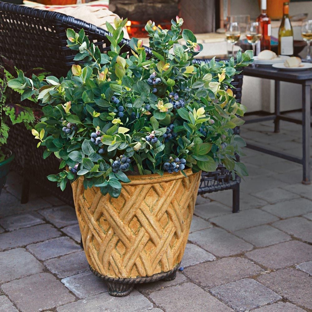 Bushel & Berry™ Fruit Bushes White Flower Farm