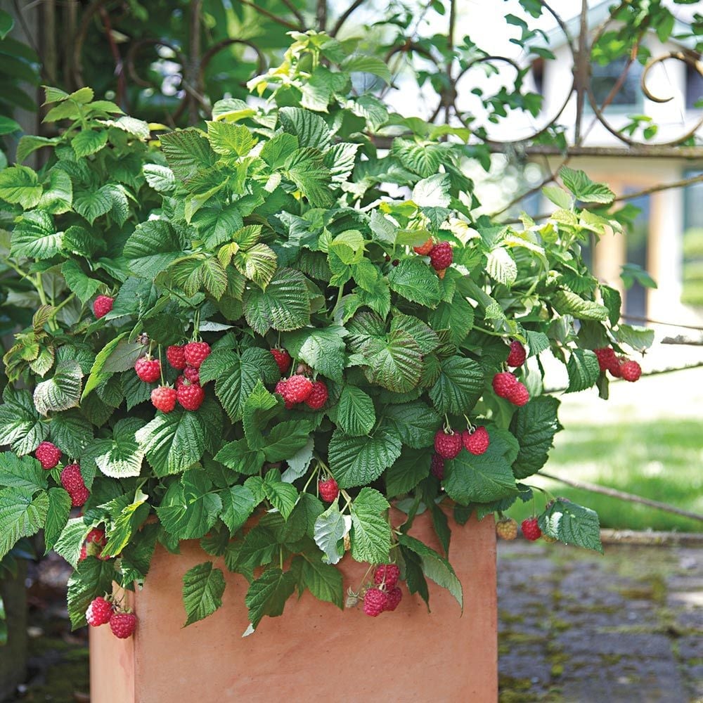 Raspberries in Containers