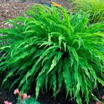  Hosta 'Party Streamers'