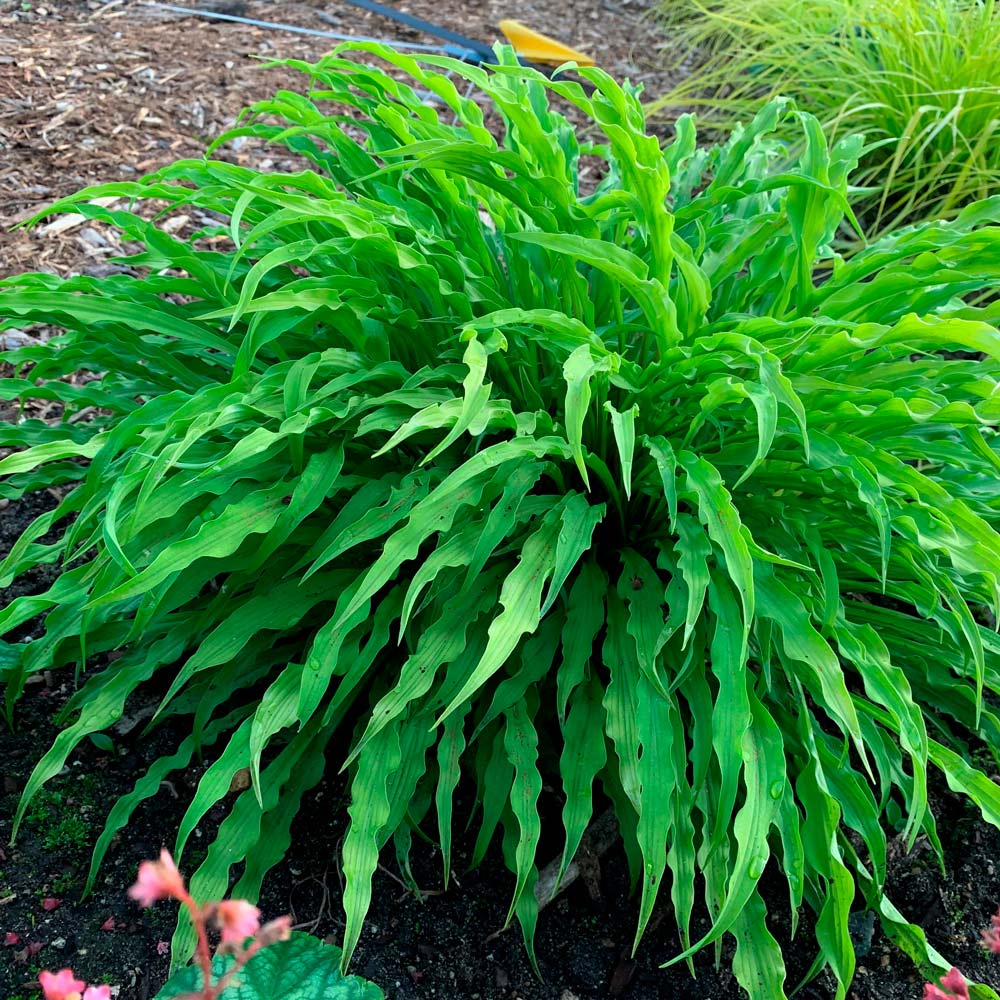 Hosta 'Party Streamers'