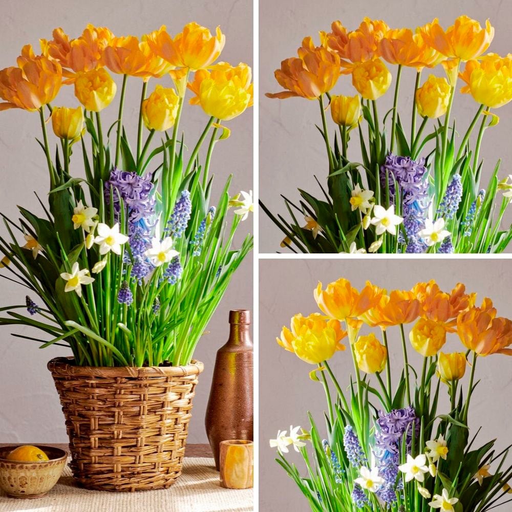 Picnic in Provence Bulb Garden to 3 Different Addresses - Standard Shipping Included