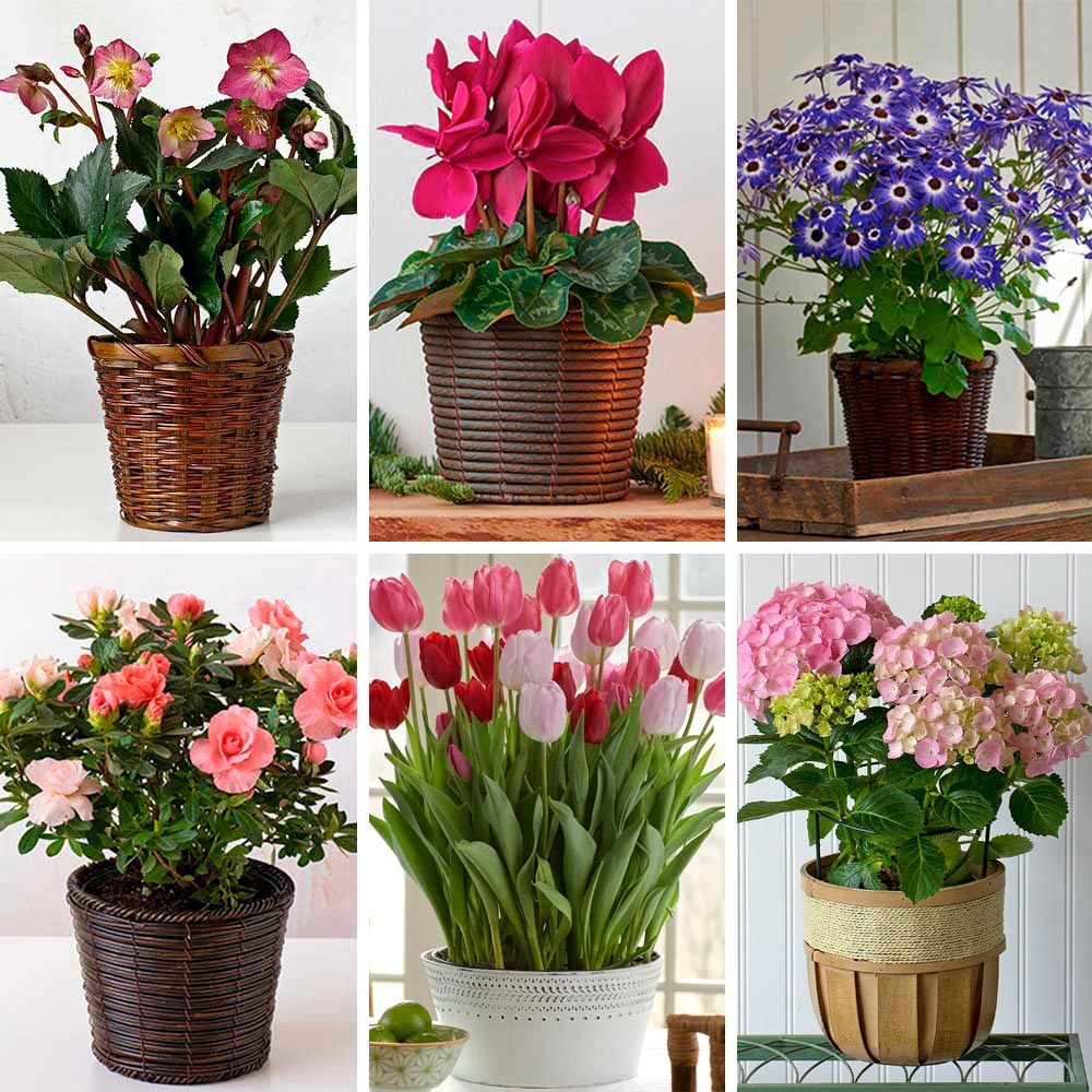 Months of Flowering Houseplants White Flower Farm