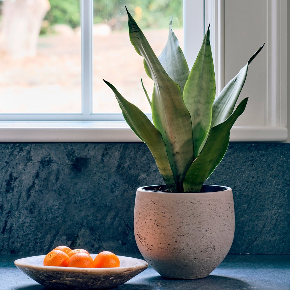 Snake Plant 'Moonshine'