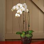 Orchids
