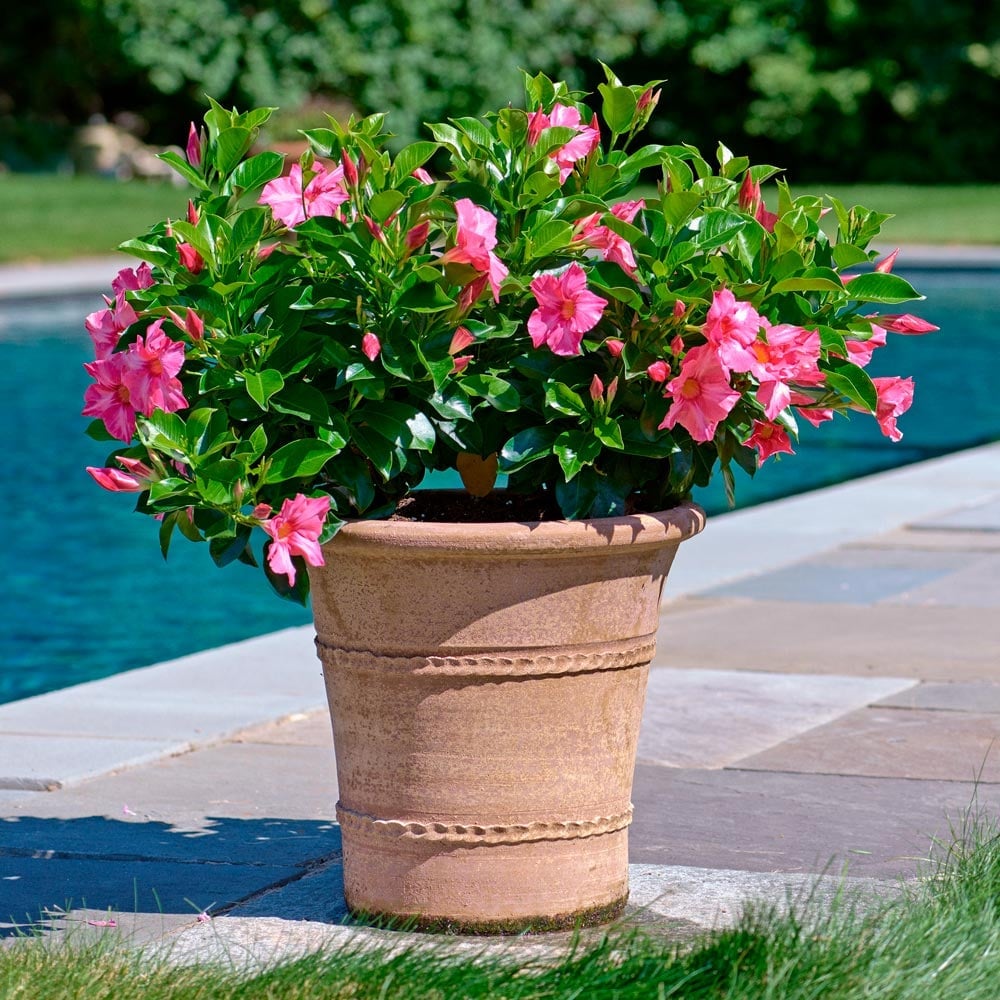 Mandevilla Madinia® Pink