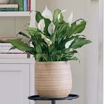  Peace Lily 'Platinum Mist'