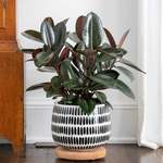 Bright Indirect Foliage Houseplants