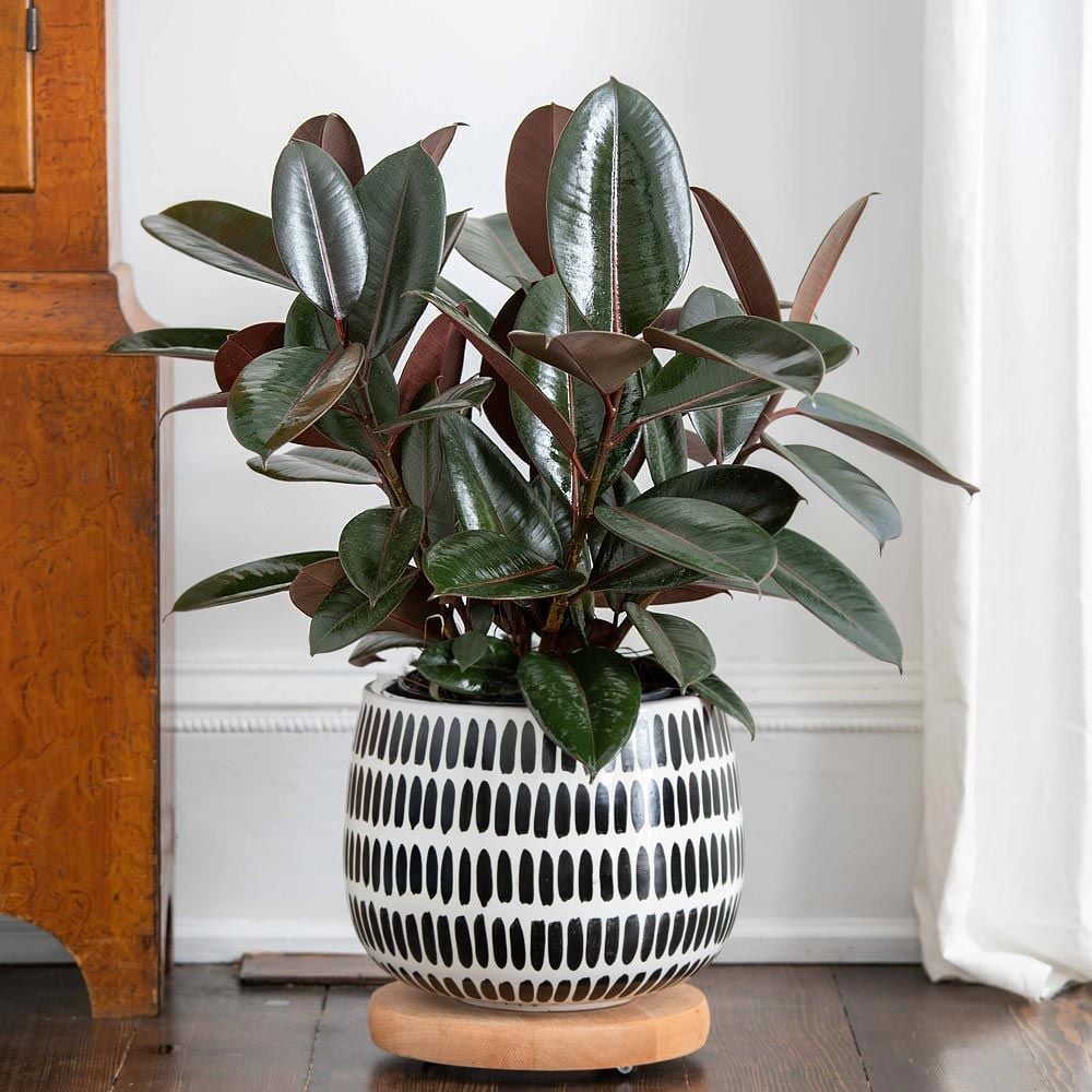 Bright Indirect Foliage Houseplants
